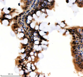Immunohistochemical analysis of Hnrnpa1a/b protein using Zebrafish Hnrnpa1 antibody and paraffin-emb