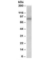 Western blot testing of NIH3T3 lysate with AVPR1A antibody at 0.03ug/ml. Predicted molecular weight 