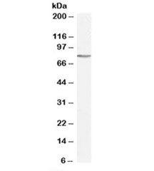 GAB2 Antibody