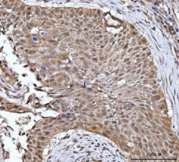 14-3-3 gamma Antibody / YWHAG