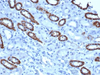 IHC staining of FFPE human kidney tissue with TOM1L1 antibody (clone TOM1L1/4690) at 2ug/ml in PBS f