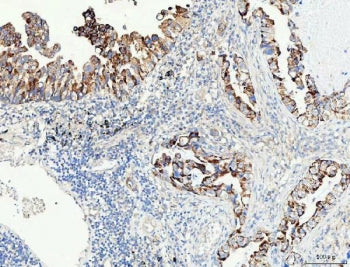 PRODH Antibody / Proline dehydrogenase 1
