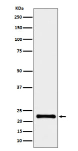 Western blot analysis of CRCP expression in human HeLa cell lysate using the CRCP antibody. A single