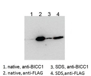BICC1 Antibody