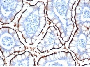 IHC staining of FFPE human small intestine tissue with ACE2 antibody (clone ACE2/6788R) at 2ug/ml in
