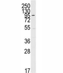 ERK5 Antibody