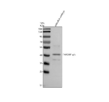 Western blot analysis of Tardbpa/b protein using Zebrafish Tardbp antibody and zebrafish embryo tiss