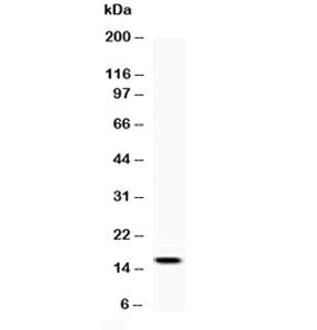 Leptin Antibody / LEP