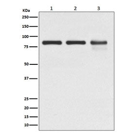 Gamma Catenin Antibody / Plakoglobin