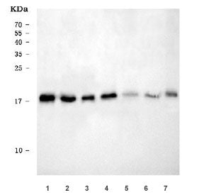 RPL32 Antibody / 60S ribosomal protein L32