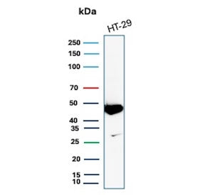 Western blot testing of human HT29 cell lysate with Cytokeratin 20 antibody. Predicted molecular wei