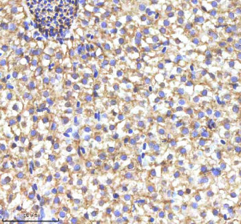 IHC staining of FFPE zebrafish liver tissue with Myd88 antibody, HRP-labeled secondary and DAB subst