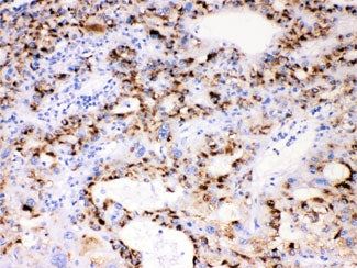 CYP3A4 Antibody