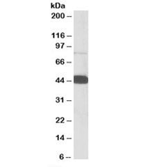 Western blot testing of human PBMC lysate with Pleckstrin antibody at 0.05ug/ml. Predicted molecular