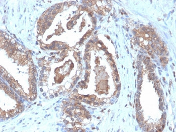 CD47 Antibody / IAP / Integrin Associated Protein