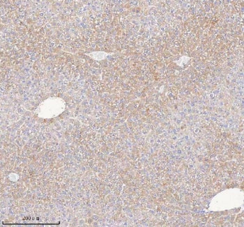 IHC staining of FFPE mouse liver tissue with Hydroxyacid oxidase 1 antibody. HIER: boil tissue secti