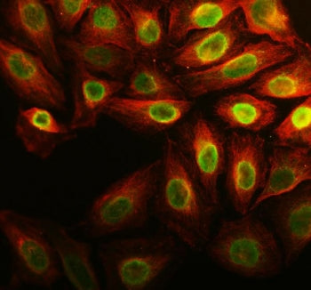 Immunofluorescent staining of FFPE human U-2 OS cells with Anillin antibody (green) and Alpha Tubuli