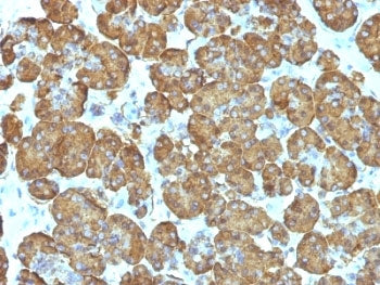 IHC: Formalin-fixed, paraffin-embedded human pancreas stained with Cytochrome C antibody (clone SPM3