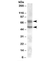 DACH1 Antibody