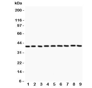 APE1 Antibody