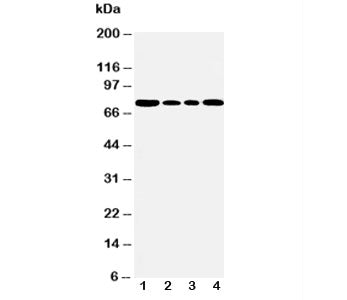 BiP Antibody GRP78