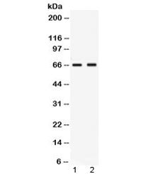 Nectin-4 Antibody / PVRL4