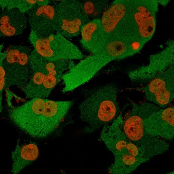Immunofluorescent staining of permeabilized human T98G cells with anti-PGP9.5 antibody cocktail (gre