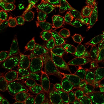 Immunofluorescent staining of human HeLa cells using CTBP2 antibody (green, clone PCRP-CTBP2-1A9) an