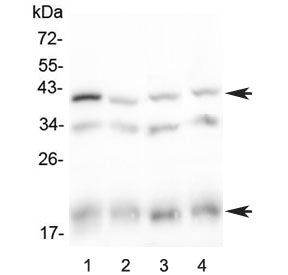 Western blot testing of 1) rat spleen, 2) rat thymus, 3) mouse spleen and 4) mouse thymus lysate wit