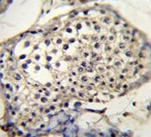 IHC testing of FFPE human testis tissue with Selenoprotein V antibody. HIER: steam section in pH6 ci