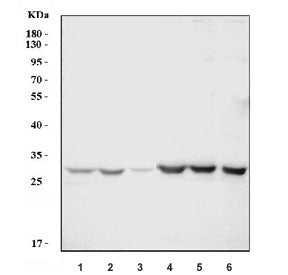 Western blot testing of mouse 1) spleen, 2) thymus, 3) lung, 4) RAW264.7, 5) Ana-1 and 6) SP2/0 cell