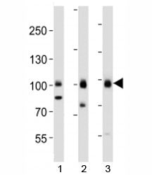 TLE1 Antibody