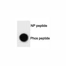 Dot blot analysis of phospho-ULK1 antibody. 50ng of phos-peptide or nonphos-peptide per dot were spo