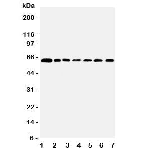 PRMT4 Antibody