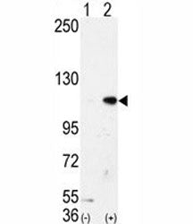 Western blot analysis of LSD1 antibody and 293 cell lysate either nontransfected (Lane 1) or transie