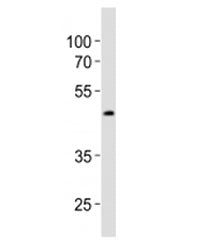 Sox17 Antibody