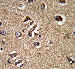 IHC testing of FFPE human brain tissue with UNRIP antibody. HIER: steam section in pH6 citrate buffe
