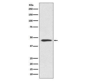 Western blot testing of human HeLa cell lysate with Cyclin B2 antibody. Predicted molecular weight ~