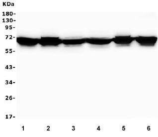 Western blot testing of human 1) Caco-2, 2) HeLa, 3) HepG2, 4) ThP-1, 5) U-2 OS and 6) PC-3 cell lys