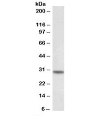 HOXC8 Antibody