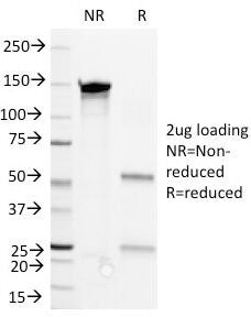 SDS-PAGE Analysis of Purified, BSA-Free CD36 Antibody (clone 1E8). Confirmation of Integrity and Pur