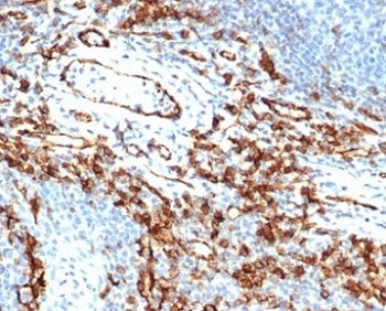 IHC staining of FFPE human tonsil tissue with CD31 antibody (clone rPECAM1/6439). HIER: boil tissue 