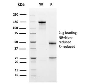 SDS-PAGE analysis of purified, BSA-free Bcl-X antibody (clone BCL2L1/1762) as confirmation of integr