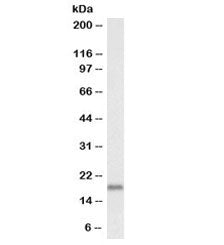 Western blot testing of mouse fetal brain lysate with biotinylated Pleiotrophin antibody at 0.1ug/ml