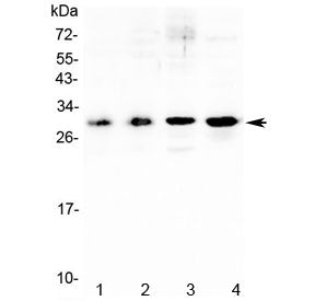 Western blot testing of mouse 1) spleen, 2) thymus, 3) NIH3T3 and 4) SP20 lysate with IL17F antibody