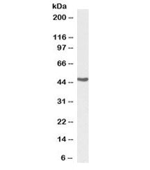 Western blot testing of human kidney lysate with biotinylated Argininosuccinate synthetase 1 antibod