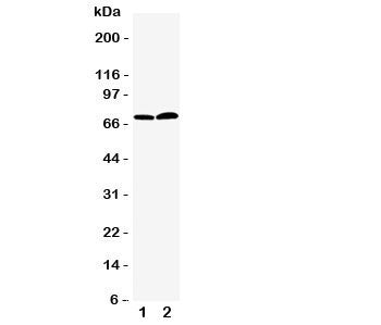 Western blot testing of PAD4 antbody; Lane 1: PANC; 2: 293T cell lysate. Predicted/observed size ~72
