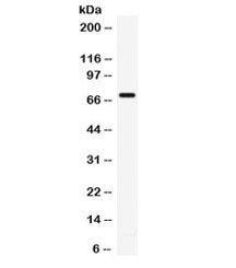 IL7R Antibody / CD127