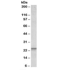 BBC3 Antibody