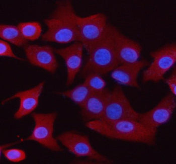 Immunofluorescent staining of Synaptogyrin 1 using anti-Synaptogyrin 1 antibody (red). Synaptogyrin 